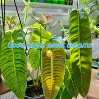 アンスリウム,フィロデンドロン,アンスリウム ベイチー,フィロデンドロン・パトリシアエ,森林浴の画像