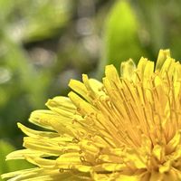 タンポポの画像