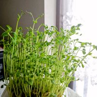 豆苗,植物マニアの画像