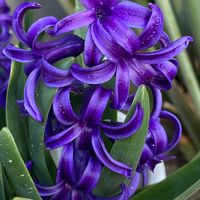 ヒヤシンス,鉢植え,紫の花,お花を楽しむ,今日のお花の画像