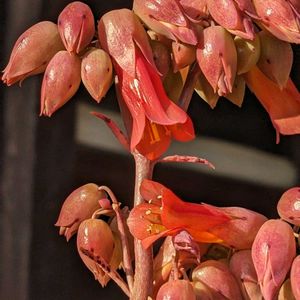 カランコエ,開花,綺麗の画像