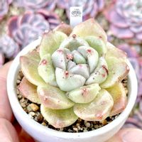 成長記録 リトルゴブリン,エケベリア リトルゴブリン,神奈川タニラー,多肉男子,バルコニー/ベランダの画像