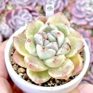 成長記録 リトルゴブリン,エケベリア リトルゴブリン,神奈川タニラー,多肉男子,バルコニー/ベランダの画像