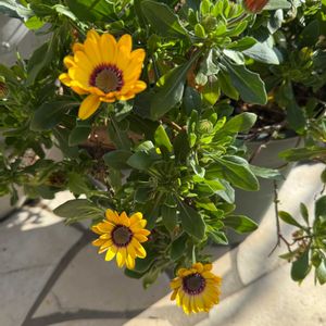 玄関アプローチの画像