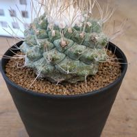 ストロンボカクタス・菊水,ストロンボカクタス・菊水,コピアポア　ソラリス,コピアポア　ソラリス,コピアポア　ソラリスの画像