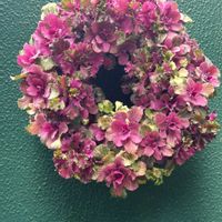 ハボタン,葉牡丹,葉牡丹,リース,種まきの画像