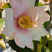 ツバキ,椿 夢,鉢植,ともくんちの椿・山茶花の画像