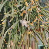 リプサリス,石川県,石川タニラー,実家多肉の画像