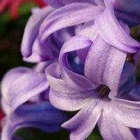 ヒヤシンス,春のお花,いつもありがとう,今日のお花,愛しの紫の画像