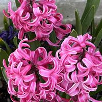 ヒヤシンス,ムスカリ,地植え,球根植物,多年草の画像