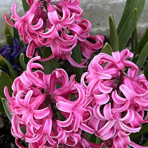 ヒヤシンス,ムスカリ,地植え,球根植物,多年草の画像