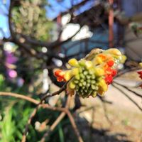 ミツマタの画像