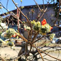 ミツマタの画像