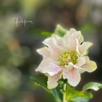 クリスマスローズ,パピエ クリスマスローズ,花郷園,クリスマスローズ  パピエ,ナチュラルガーデンの画像