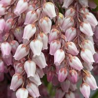 アセビ,ジンチョウゲ,シロバナジンチョウゲ,庭木,常緑低木の画像