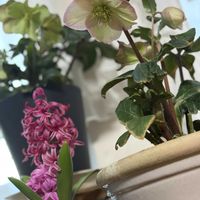 ヒヤシンス,実家の庭,今日のお花,実家の庭にて,窓辺の画像