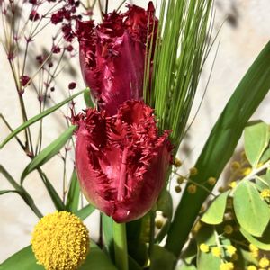 チューリップ,切り花,植物のある暮らし,切り花を楽しむ,お花好きの画像