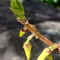 レンギョウ,庭の画像