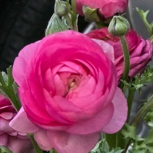 スノーフレーク,ラナンキュラス,ベランダガーデン,癒し,朝焼けの画像