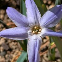 ハナニラ,花韮(ハナニラ),ハナニラ（花韮）,信州大好き⛰️,紫の花の画像