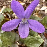 スミレ,スミレ,高山植物,アポイタチツボスミレ,アポイタチツボスミレの画像