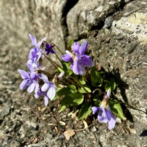 スミレ,雑草,山野草,紫の花,花のある暮らしの画像