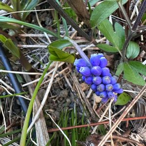 ムスカリ,ガーデニング,可愛い,咲いた！,植えっぱなしの画像