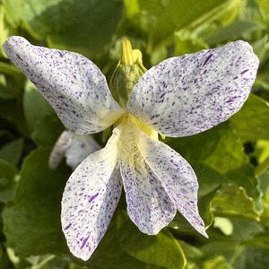 スミレ,スミレ,フキカケスミレ,フキカケスミレ,山野草の画像