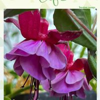 フクシア,フクシア,八重咲き,花のある暮らし,フリルの画像