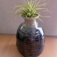 チランジア,エアプランツ,一輪挿し,iPhone撮影,唐津焼の画像