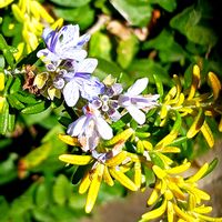 ローズマリーの画像