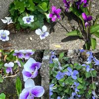 ハナニラ,ハナニラ,スイセン,スイセン,スミレの画像