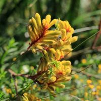 カンガルーポー,ネイティブフラワーの画像