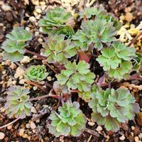 オダマキ,オダマキ,新芽がカワイイ,可愛い❤,庭の画像