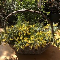 ミモザ,ミモザアカシア,ギンヨウアカシアの画像