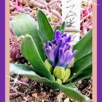 ヒアシンス,ヒヤシンス,ピンク　ヒヤシンス,ピンク　ヒヤシンス,ヒヤシンス ピンクの画像