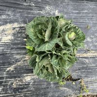 キャベツ,リボベジの画像