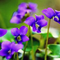 ガーベラ,スミレ,今日のお花の画像