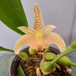 バルボフィラム sp. 'パラワネンセ',Bulbophyllum sp. 'palawanense',洋蘭,ラン科,洋ランの画像