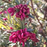 グレビレア,上野公園散歩の画像