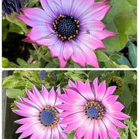 オステオスペルマムの画像