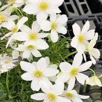 クレマチス,クレマチス  カートマニージョー,ありがとう♡,繋がりに感謝✨,放ったらかし隊の画像