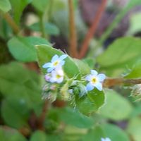 キュウリグサ,ムラサキケマン,タチツボスミレ,ハマダイコン,ウォーキングの画像