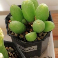 メセン,コノフィツム属,タニラー,その他部屋の画像