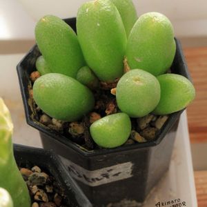 メセン,コノフィツム属,タニラー,その他部屋の画像