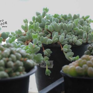 メセン,タニラー,ランプランサス碧魚連,その他部屋の画像