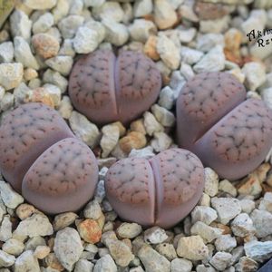 メセン,リトープス属,タニラー,リトープス✧,その他部屋の画像