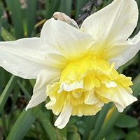 ミニ水仙,八重咲き水仙,八重咲き水仙,八重咲き水仙,バラ咲きジュリアン プレミアムラブの画像