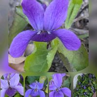 スミレ,スミレ,ニオイスミレ,✨の画像