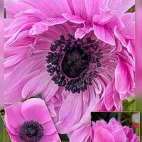 アネモネ,アネモネ,ジンチョウゲ,ナンテン,ヒヤシンスの画像